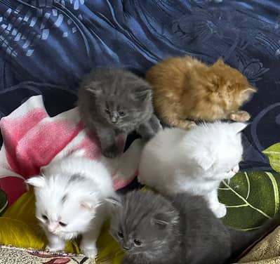 Persian kittens