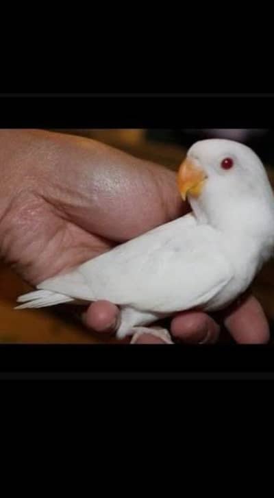 Albaino red aye love bird