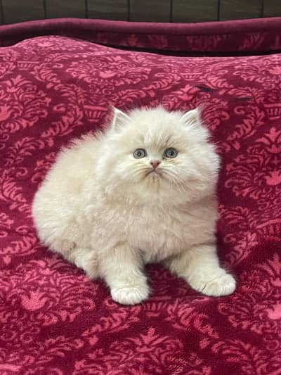 white kitten|Punch face Kittens|persian cat|cute|tripple coat cat