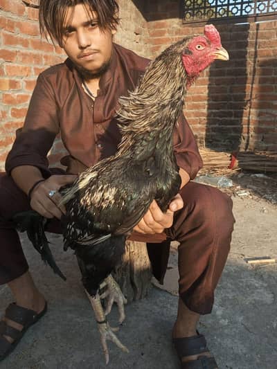 pure Java murga WhatsApp number 030709757557