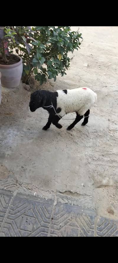 khara dumba for sale age 3 month