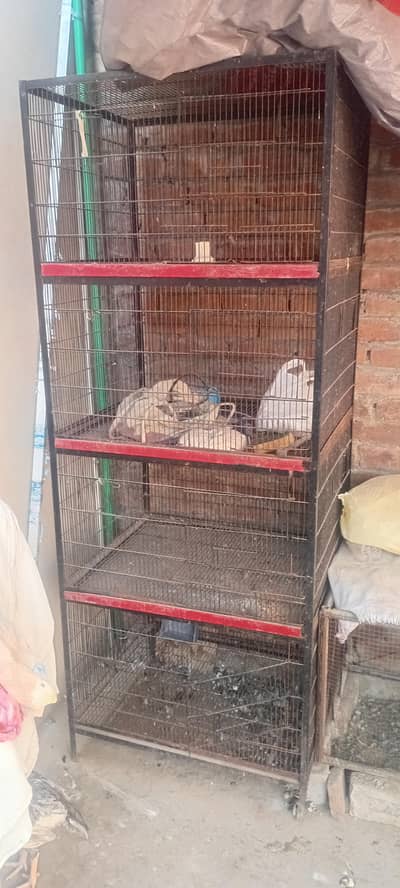 used hen cage and parrot