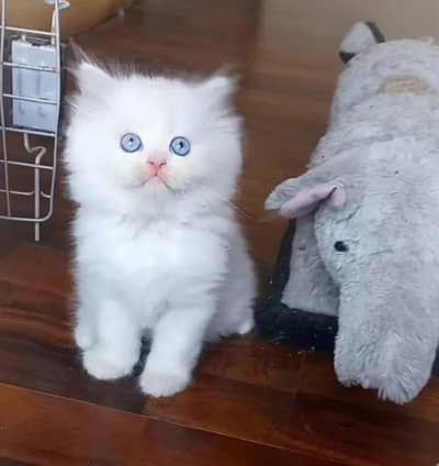 Persian kittens for sale