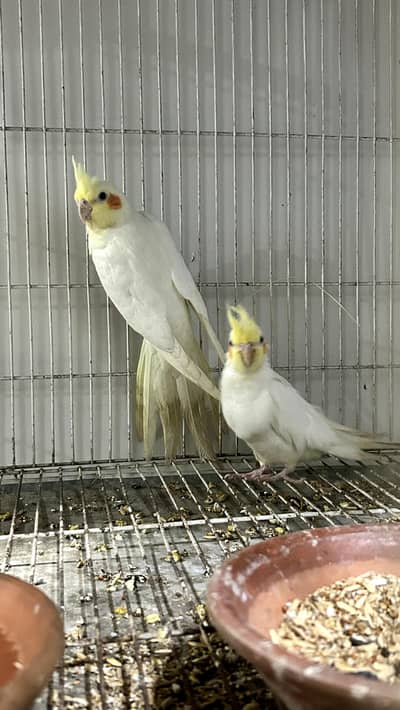 Comen White Cocktail For sale