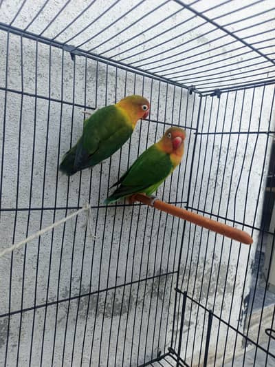 green fisher love birds pair