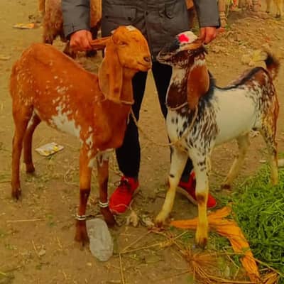 health and active pair