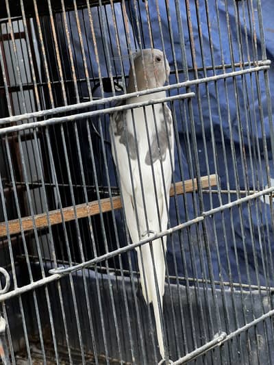 Cocktail breeder pair