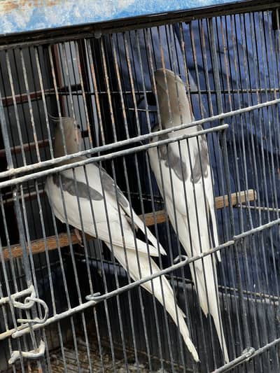 Cocktail breeder pair