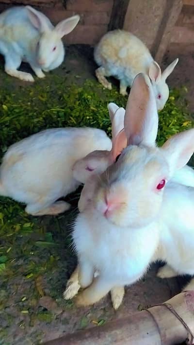 pure white full Jawan pregnet female