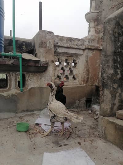 Aseel madi Aseel murgi