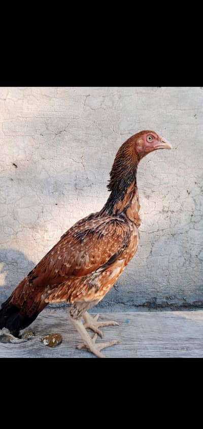 aseel hen for sale