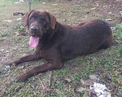 British Labrador female chocolate