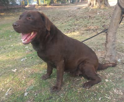 British Labrador female chocolate