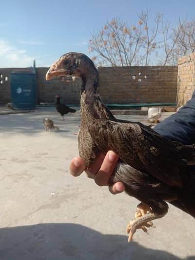 aseel chicks for sale