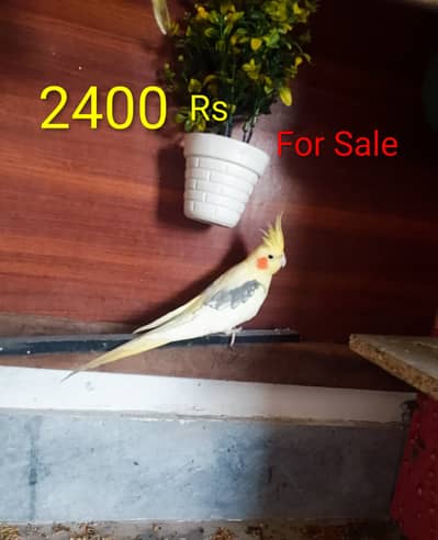 Yellow cockatiel parrot