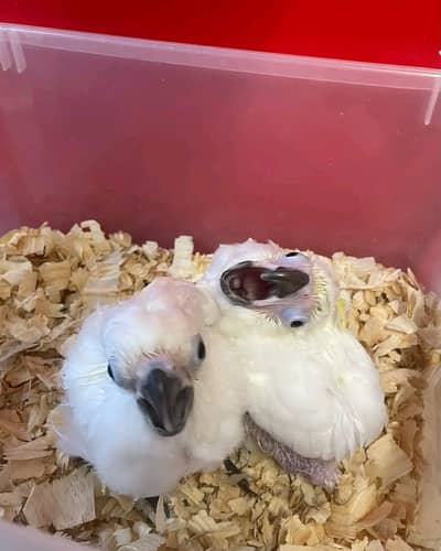 Umbrella cacato chicks for sale 03244452772