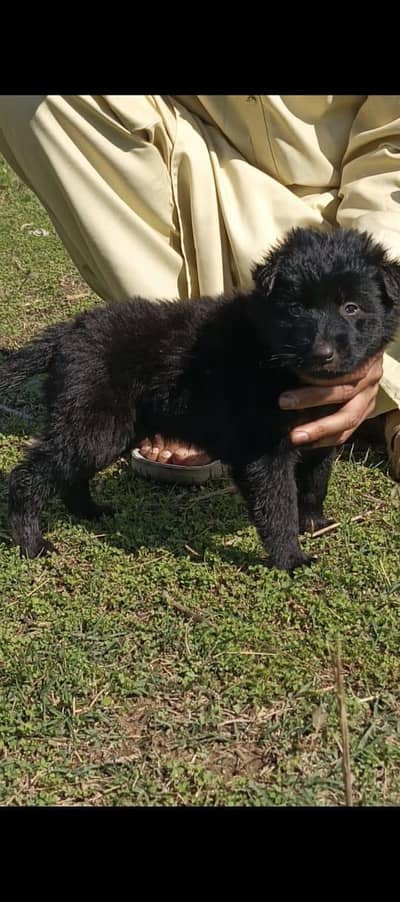 German Shepherd | Black Shepherd puppies | Long Coat Puppies | GSD