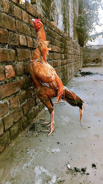 breeder pair ha , full active and healthy, long height assel