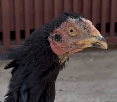 Top class Aseel madi. For sale choras nalion me h