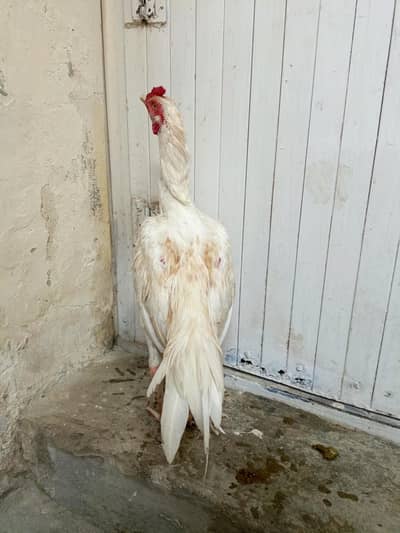 White Aseel Male For Sale. . What's app: 03219874606