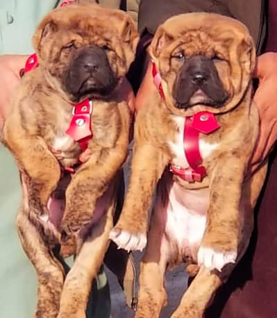 King kurdish kangaal pair pure breed security dog 2months for sale