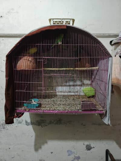 Australian Parrots Breeder Pair