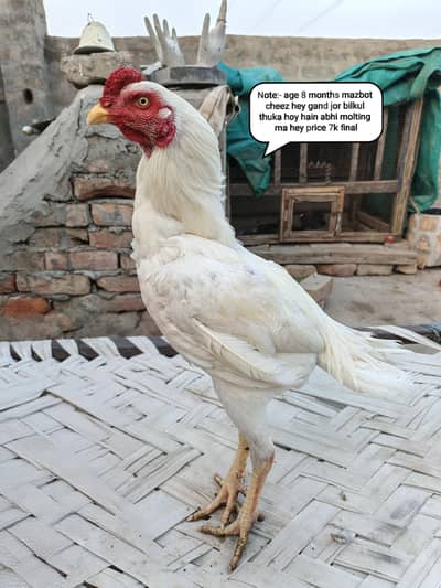 Top quality aseel birds for sale whatsapp number 03001670783