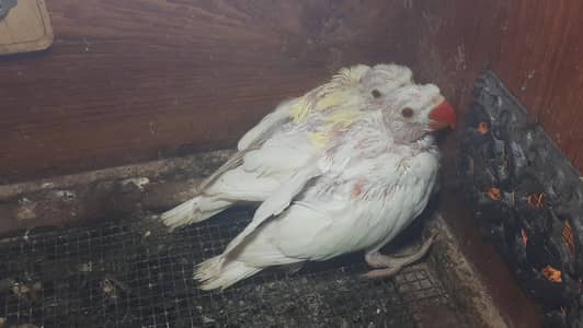 cocktail pure eno red eyes chicks