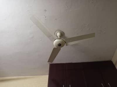 Royal used fans