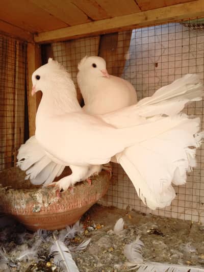 lakksy pigeon pair kabootar