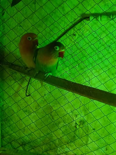 lovebird breeder pair with eggs