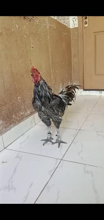 pure burmi Breeder murga 4sale