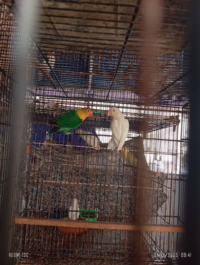 Breeder pair parblue fisher split ino albino red eye love bird