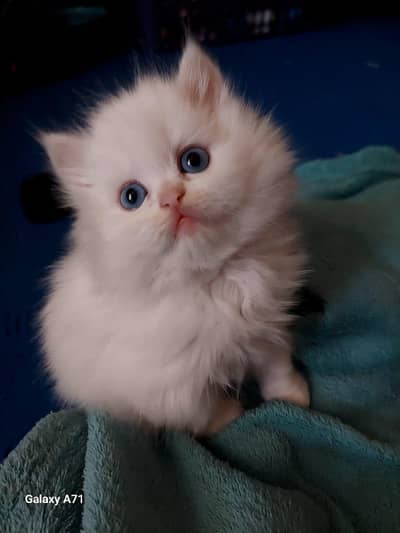 Triple coated Persian kittens for urgent sale