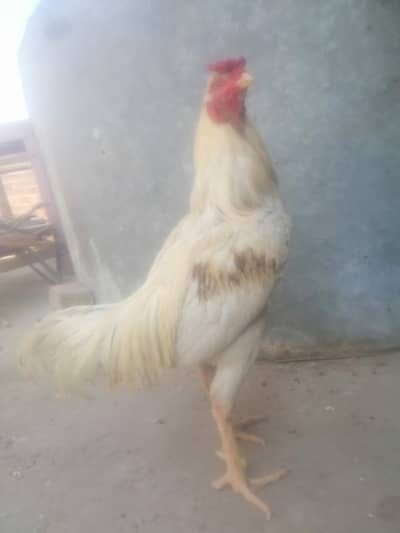 Assel rooster