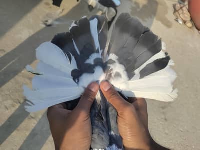 Beautiful Fancy Kabootar Pair for Sale