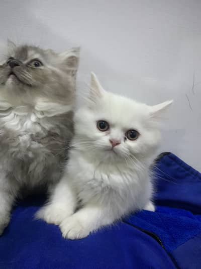 Persian cats