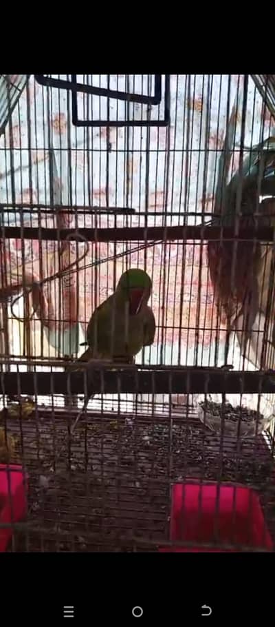 Talking Ringneck For Sale