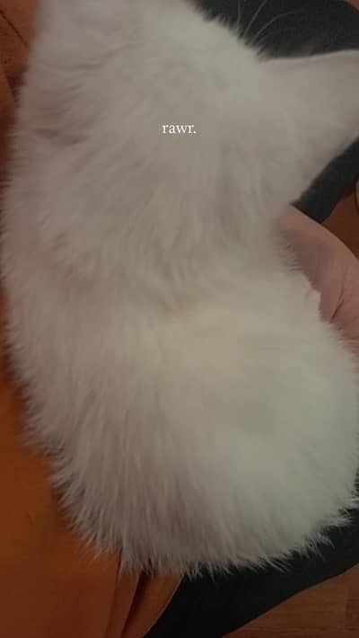 persian 5 kittens available full active and healthy