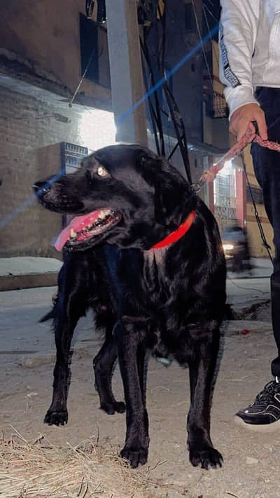 labrador black colour full active