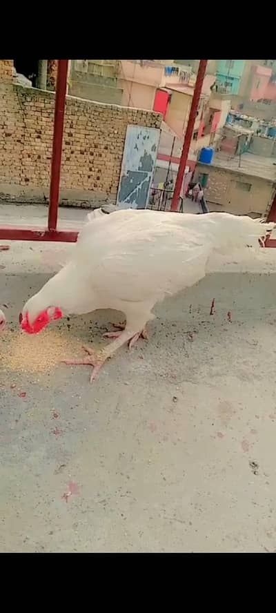 Aseel Heera home breed paper white