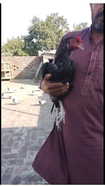 Super Class Thai Vaitnam + Pakistani Patha