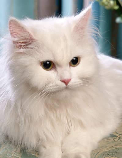 Persian cat