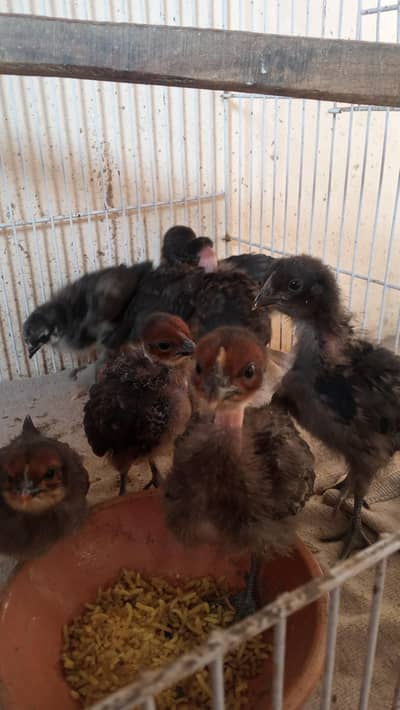 8 chicks for sale