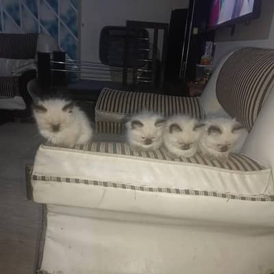 looking for a loving and caring family