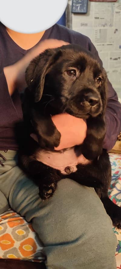 Black female Labrador puppies