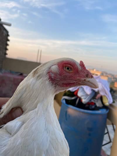 Full Paper White Ek par b Muska ya kala Kuch ni full hera hai