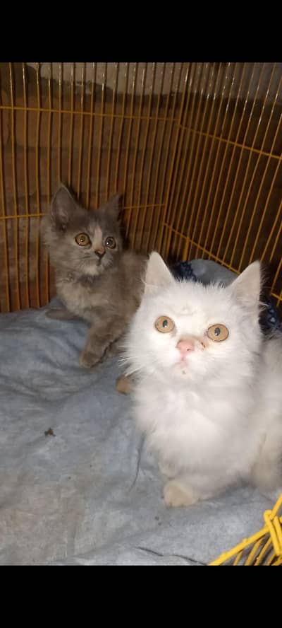Persian kittens pair for sale