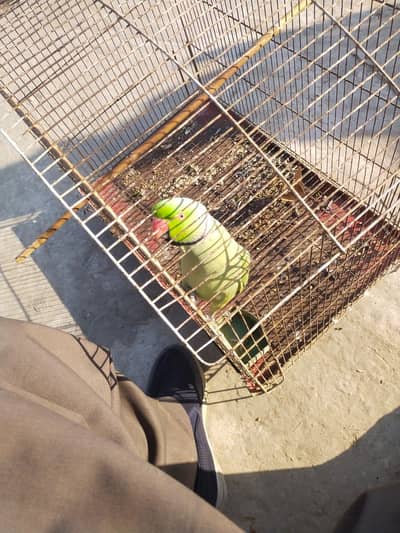 parrot for scale urgent