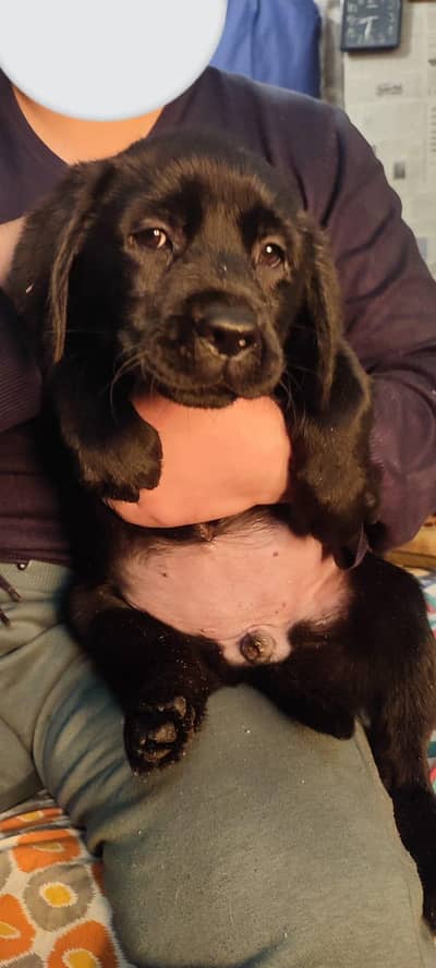 Labrador Female Puppys